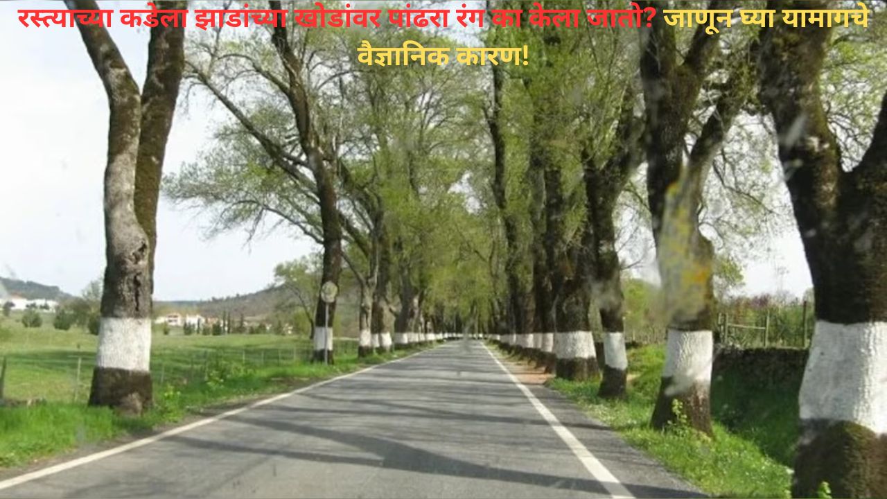 Traffic Safety with Tree Paint